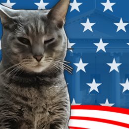Aperçu Cat President: A More Purrfect Union