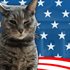 Cat President: A More Purrfect Union