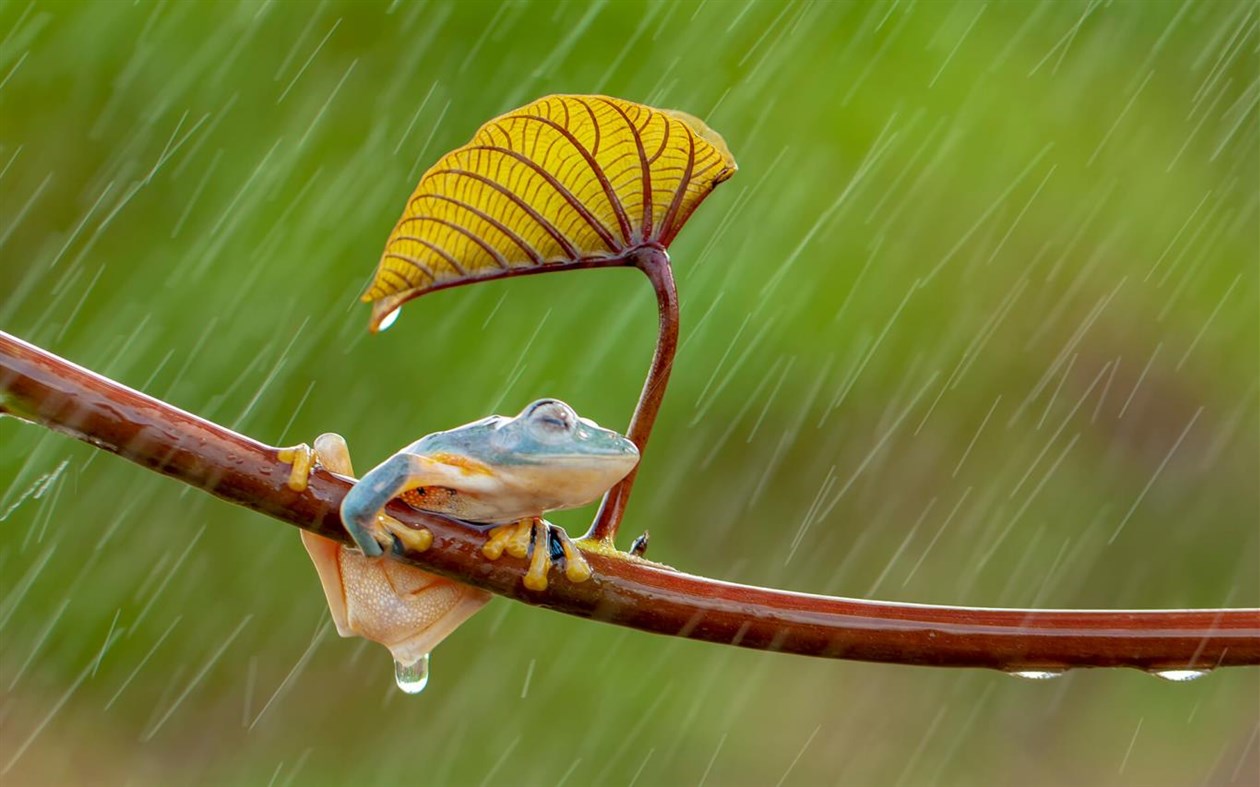 #2. Monsoons (Windows) 由: Microsoft Corporation