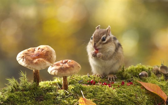 Animals in Autumn screenshot 3