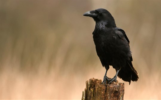 Call of the Raven screenshot