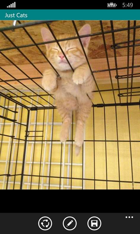 Just Cats Screenshots 2
