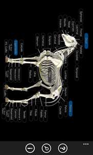 Horse Anatomy: Equine 3D screenshot 3