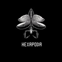 Hexapoda