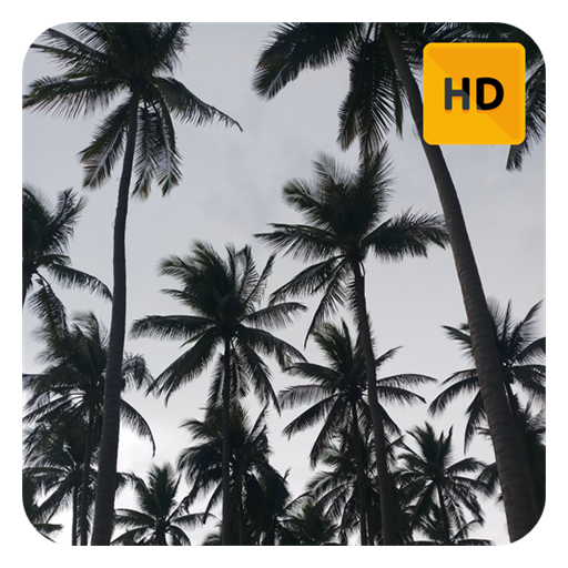Palm Trees Wallpaper HD New Tab Theme