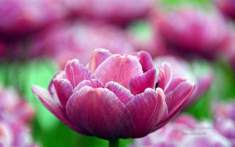 Tulip Festival by Thiyagarajan Swaminathan Screenshots 2