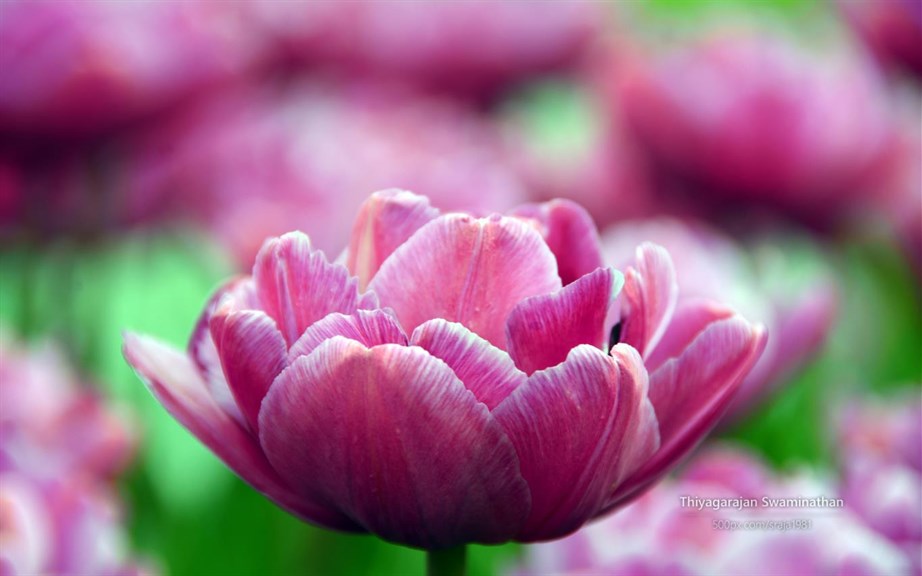 Tulip Festival by Thiyagarajan Swaminathan_2