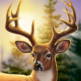 Aperçu Big Buck Hunter Arcade