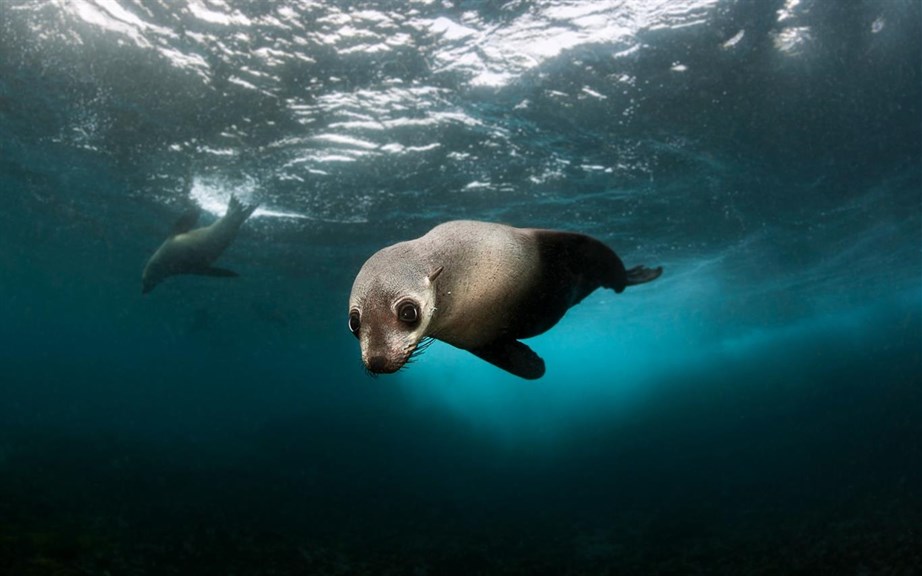 Baby Animals_4