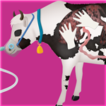 cow pregnancy surgery