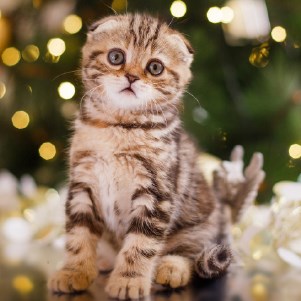 Christmas Cats HD Wallpapers New Tab Theme