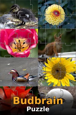 Budbrain's Puzzle
