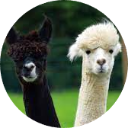 Alpaca Wallpaper New Tab icon
