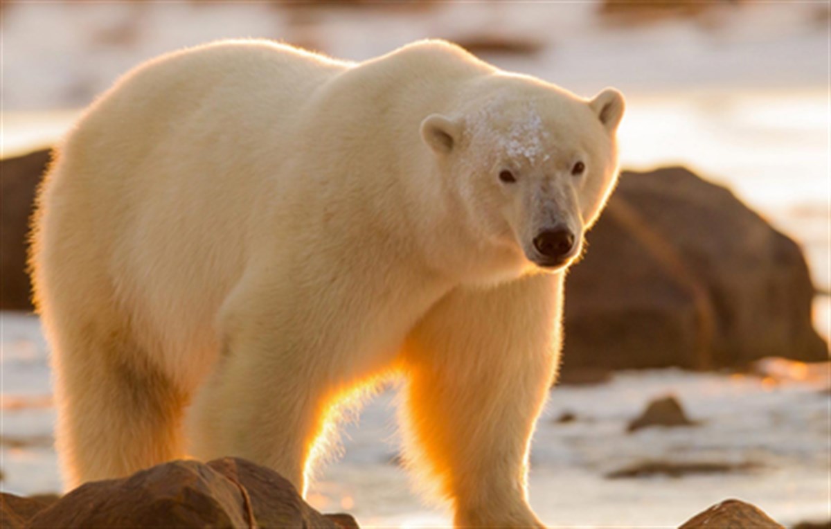 Polar Bear Wallpaper New Tab