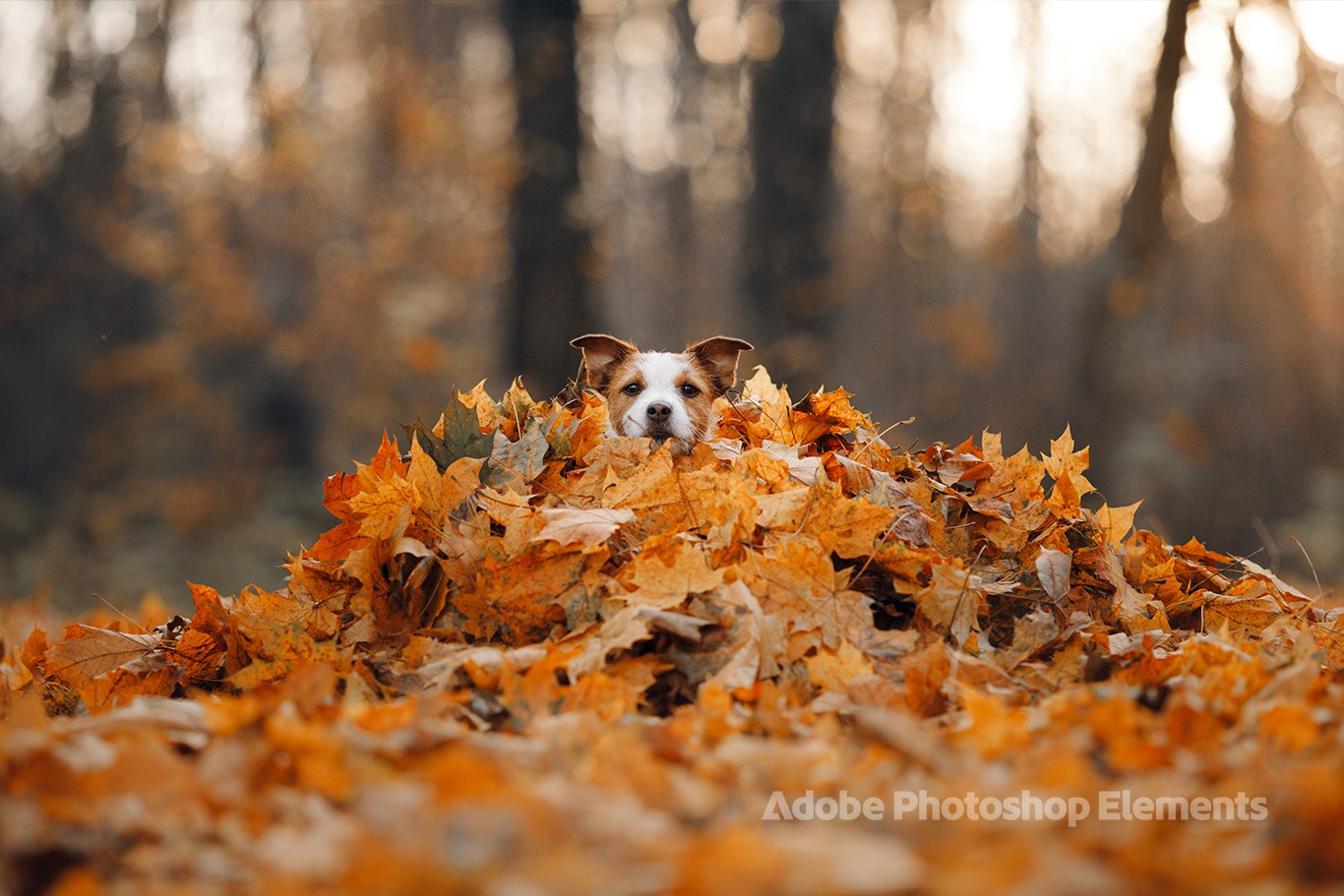 Dog Theme by Adobe Photoshop Elements screenshot