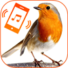 Birds Calls Sounds