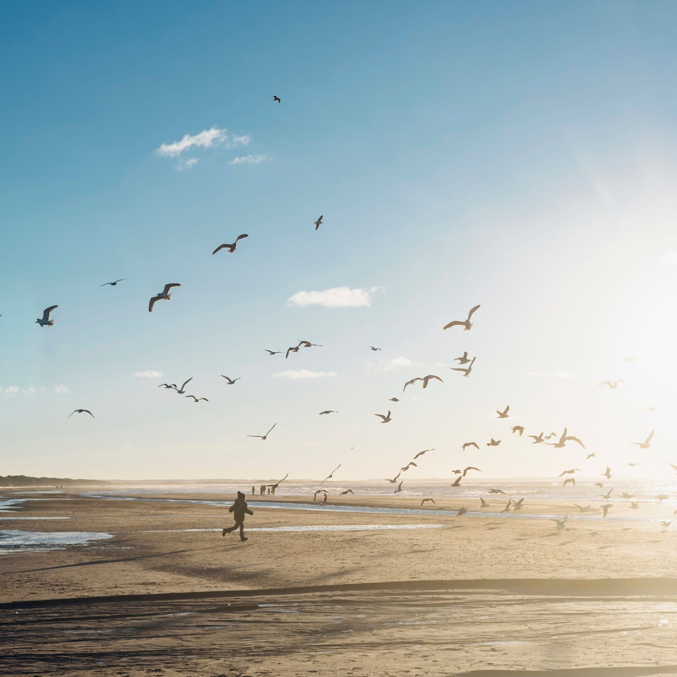 Seagull Chase