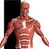 Visual Anatomy
