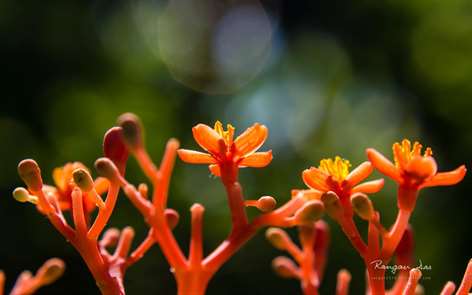 Garden Glimpses 4 by Rangan Das Screenshots 1