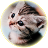 Animals Voice
