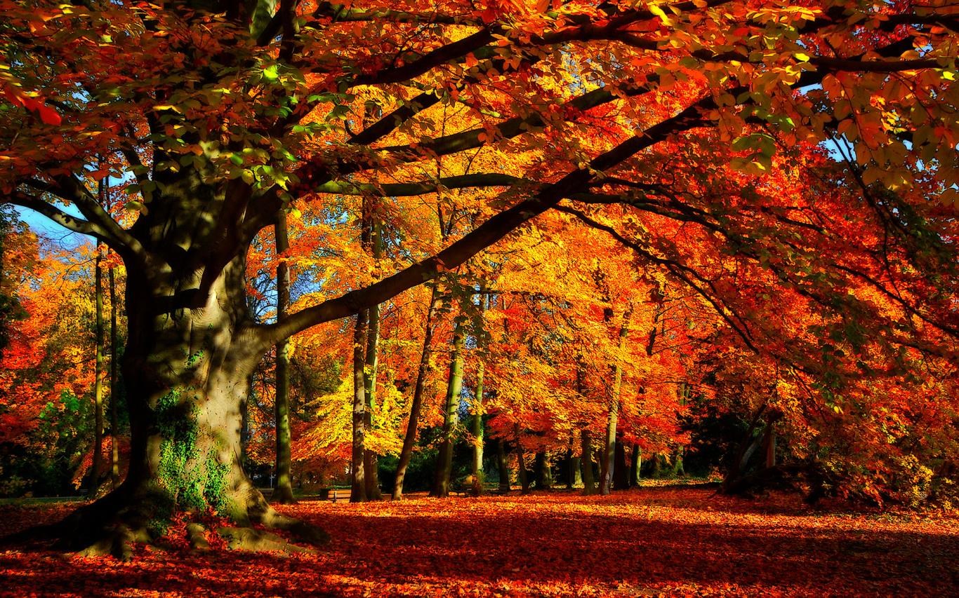 Autumn Colors - Microsoft Apps