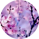 Cherry Blossoms Wallpaper New Tab icon