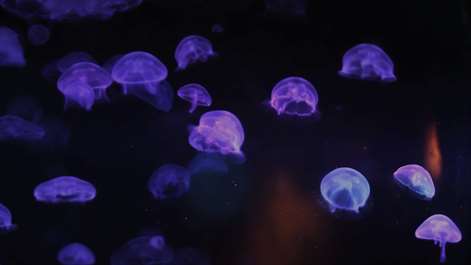 Funky Jelly fish aquarium Screenshots 1
