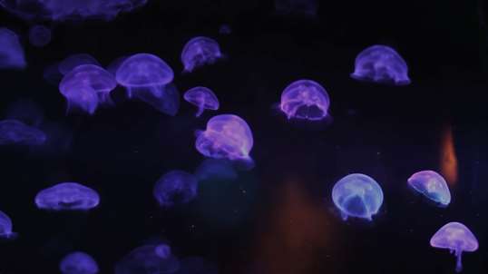 Funky Jelly fish aquarium screenshot 1