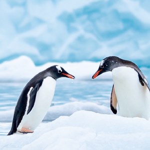 Penguins HD Wallpaper New Tab Theme icon