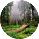 Redwood National And State Parks New Tab icon