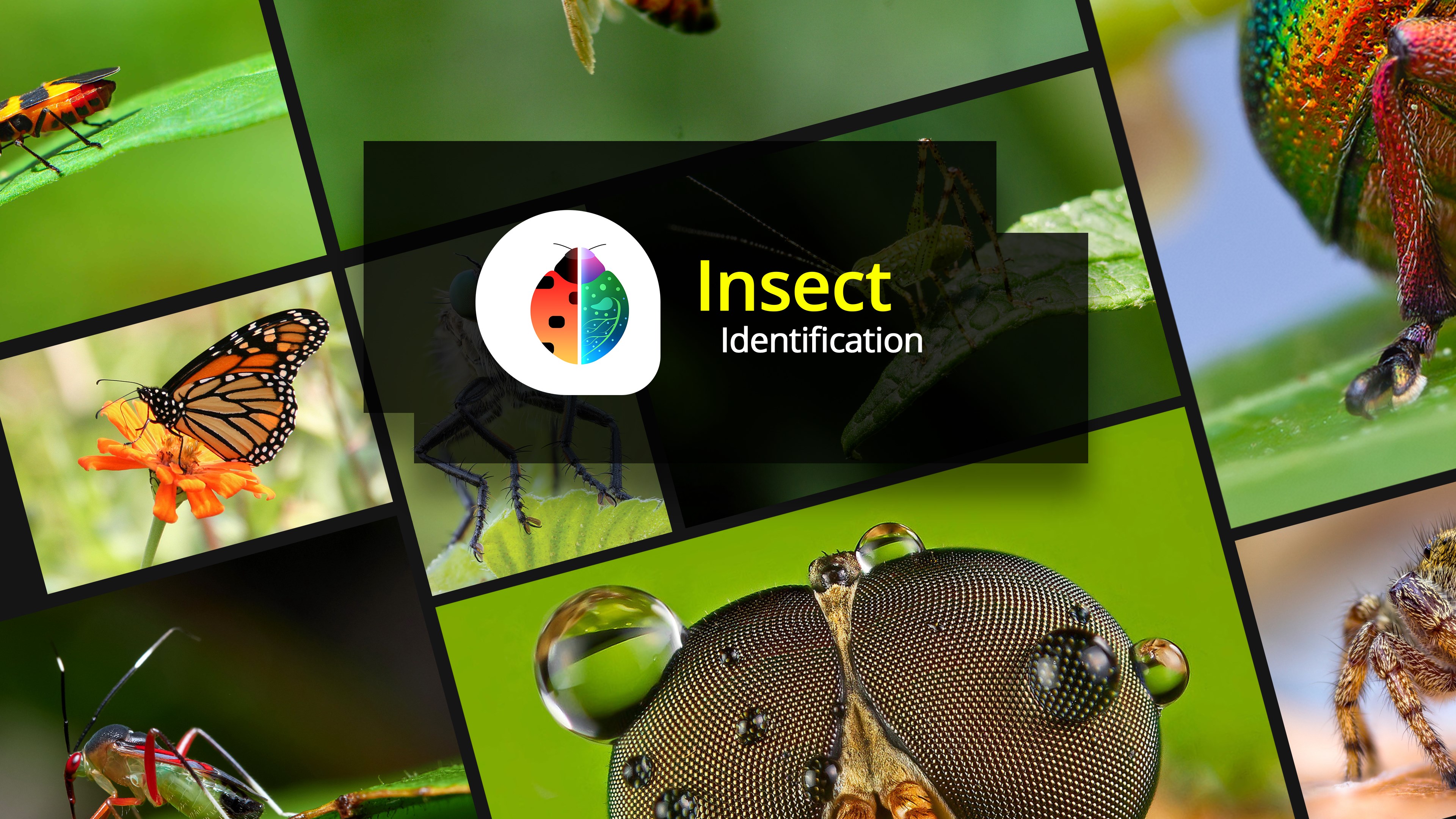 Buy Insect Identification Microsoft Store