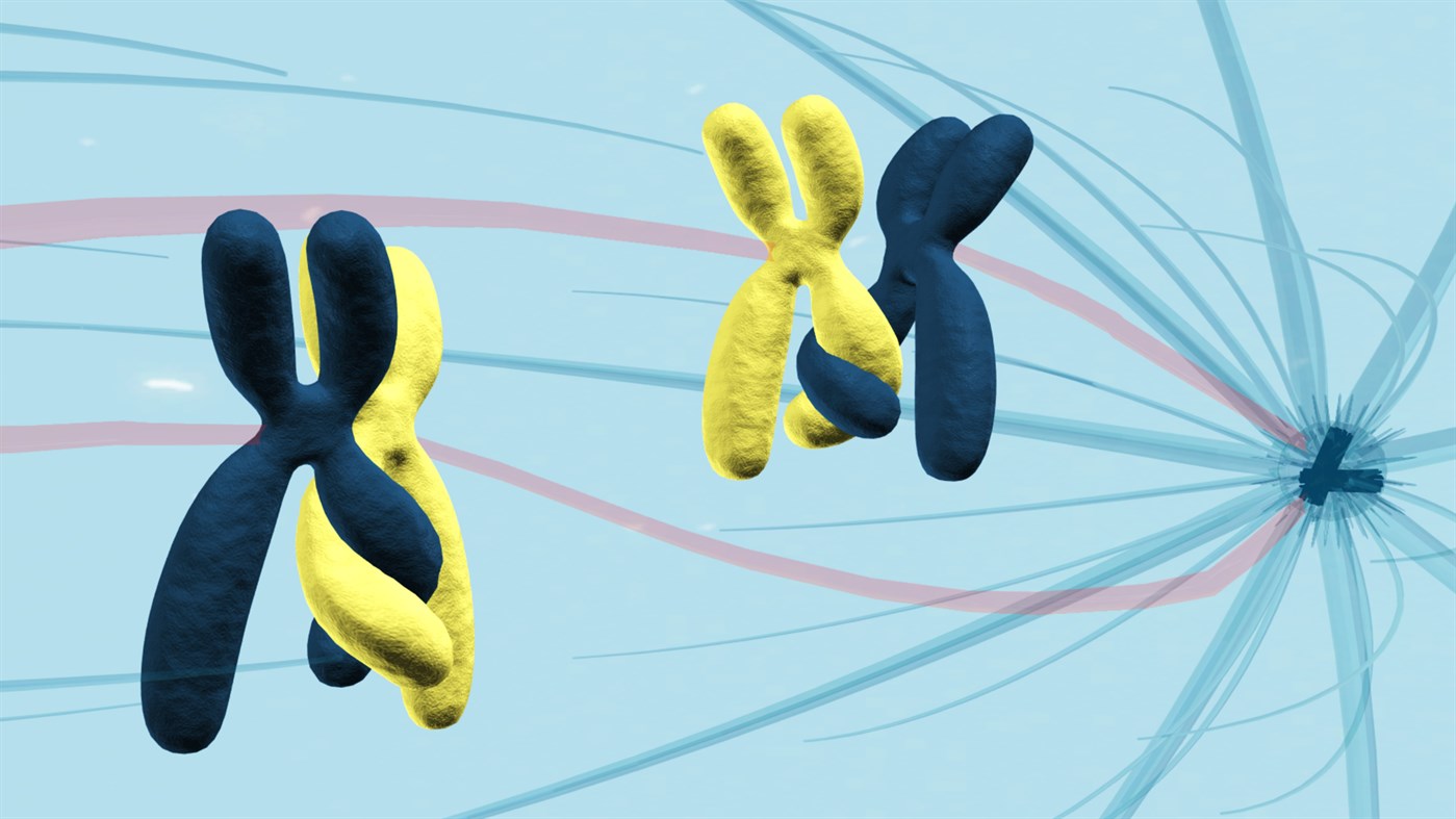 #3. Sensavis Visual Learning Tool (Windows) 由: Sensavis AB