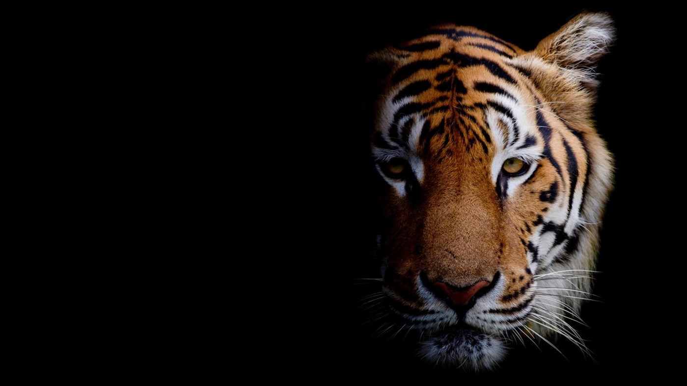 #3. Animal Portraits PREMIUM (Windows) 由: Microsoft Corporation