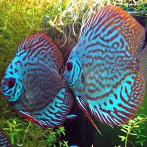 Peces de acuario