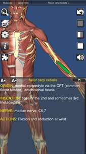 3D Human Anatomy screenshot 5