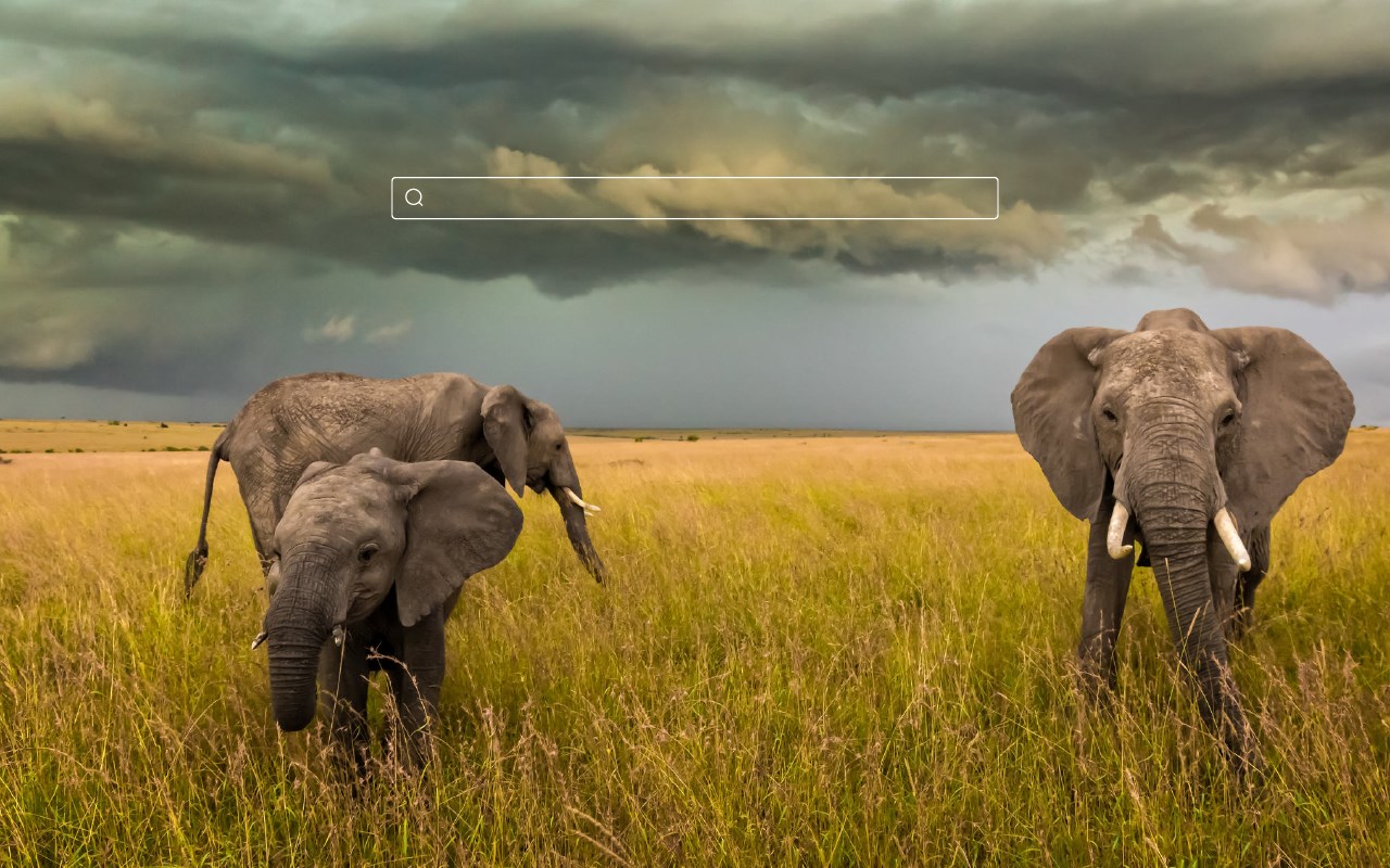 Elephant HD Wallpaper New Tab Theme