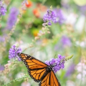 Close-Up Monarch on Flower