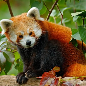 Cute Red Panda Bear HD Wallpapers New Tab icon