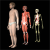 Drill Down Child Anatomy by WAGmob
