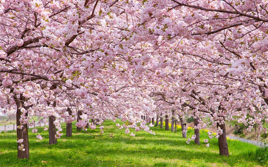 Cherry Blossoms_3