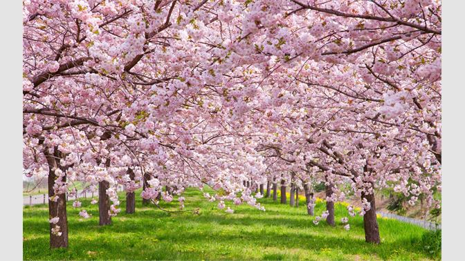 Cherry Blossoms を入手 Microsoft Store Ja Jp
