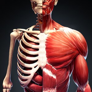 解剖学3D-人体