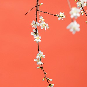 惊蛰壁纸桌面 - 最佳静态壁纸