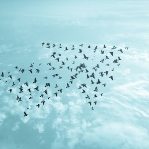 Celestial Wings
