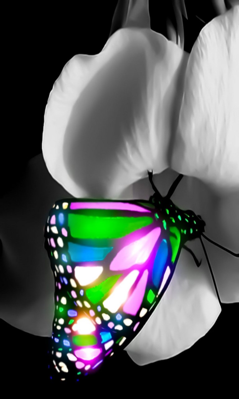 Download 3d Butterfly Wallpaper For Windows 10 Mobile