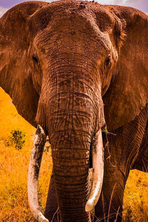 Elephant Jigsaw Puzzles Xbox Series X|S and Xbox One cover art