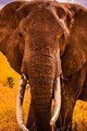 Elephant Jigsaw Puzzles