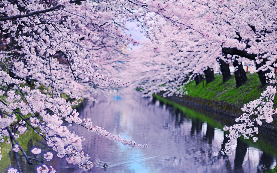 Cherry Blossoms_2