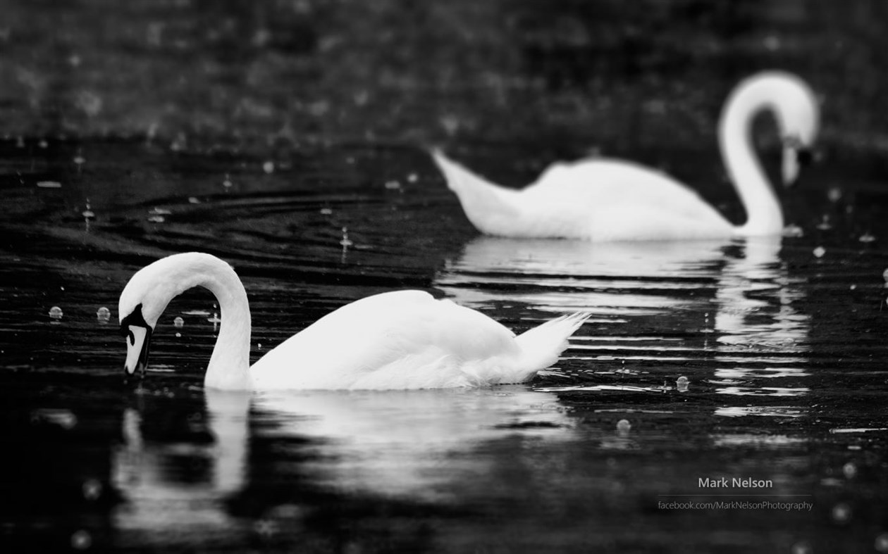 #2. Monochromatic Moods by Mark Nelson (Windows) 由: Microsoft Corporation