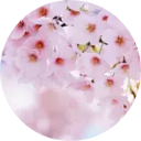 Sakura Flower Wallpaper New Tab icon